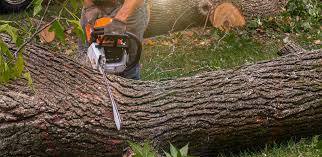 Best Lawn Maintenance Plans  in Texanna, OK