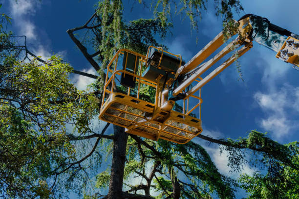 How Our Tree Care Process Works  in  Texanna, OK