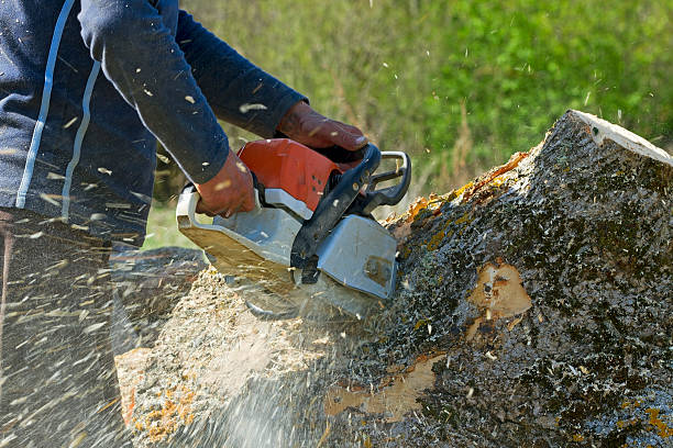 Best Tree Removal  in Texanna, OK